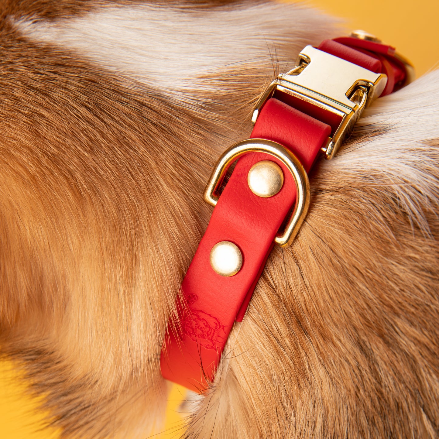 Collier | Clip