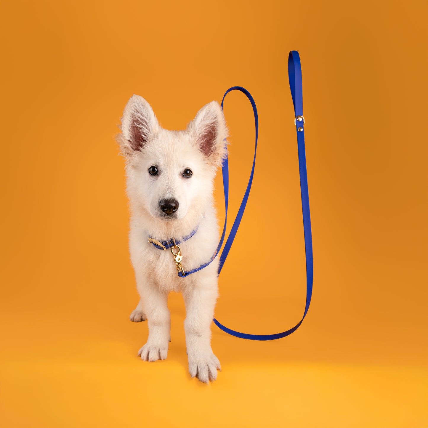 Kit chiot