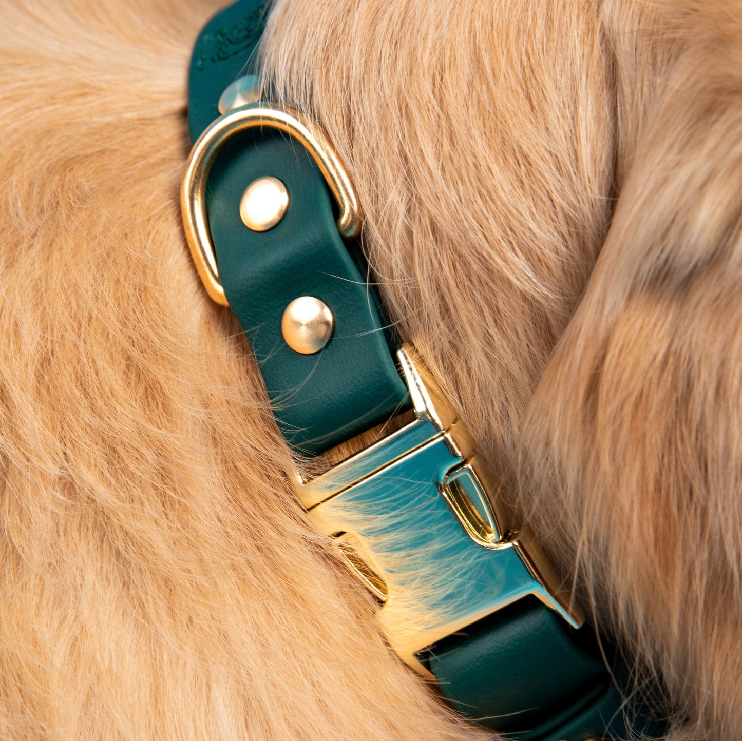 Collier | Clip