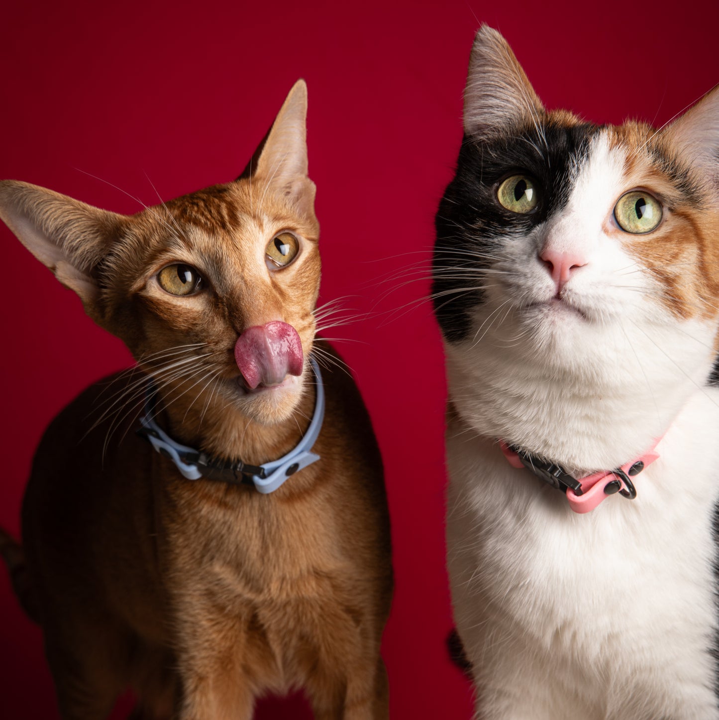 Collier | Chat