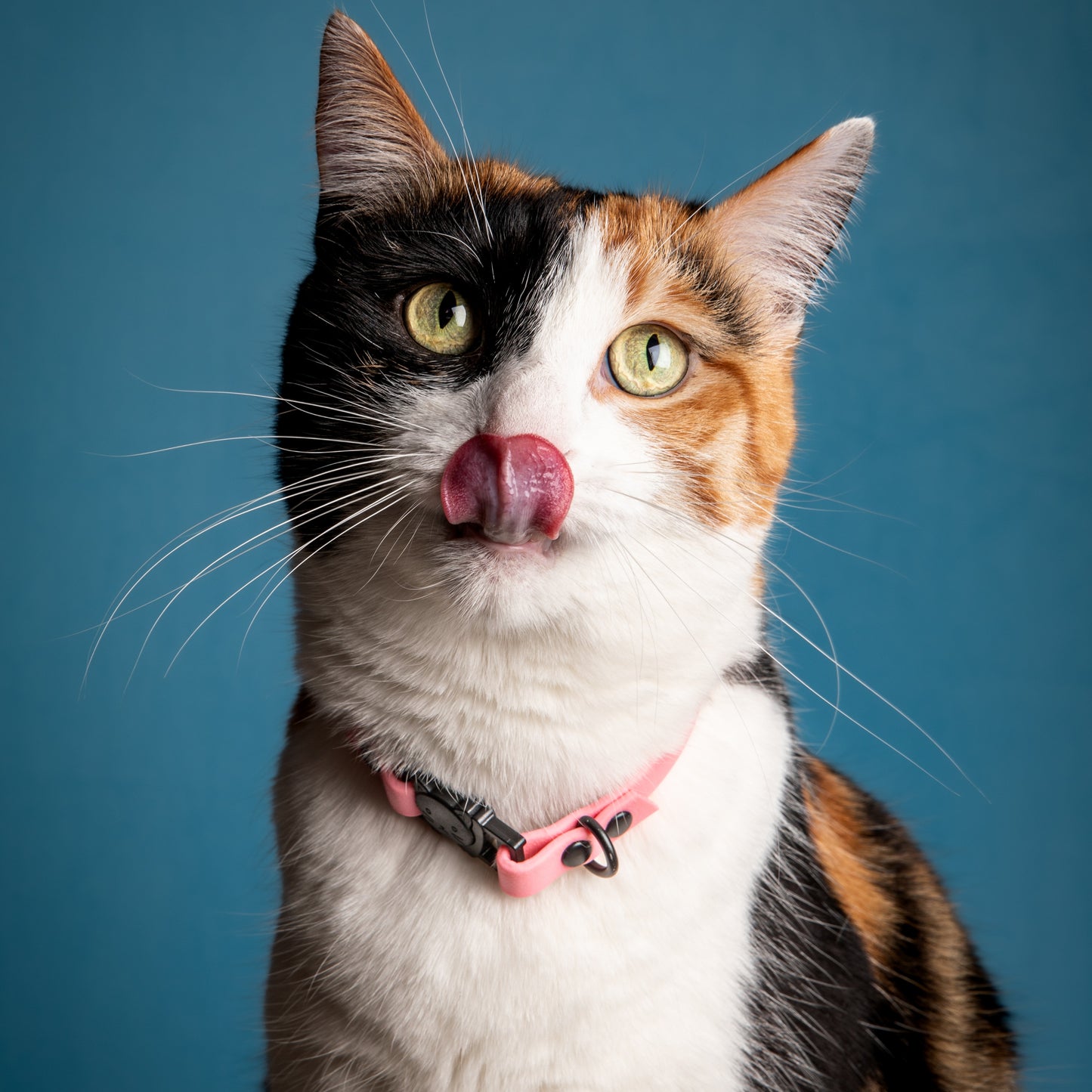 Collier | Chat