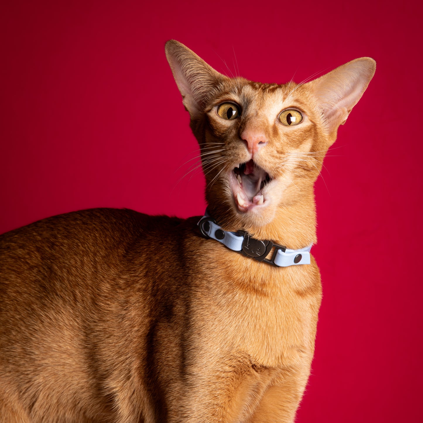 Collier | Chat