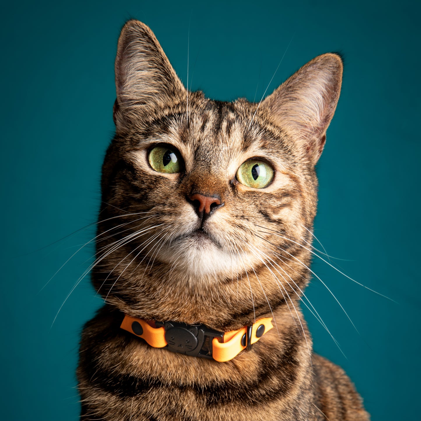 Collier | Chat