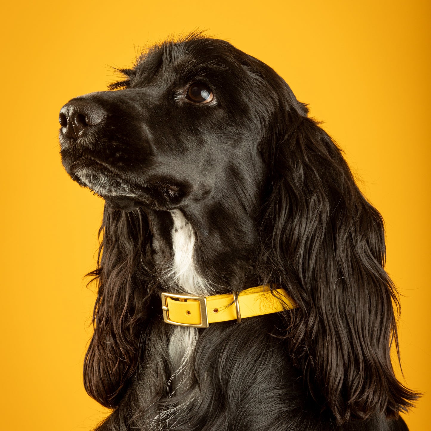 Collier | Jaune