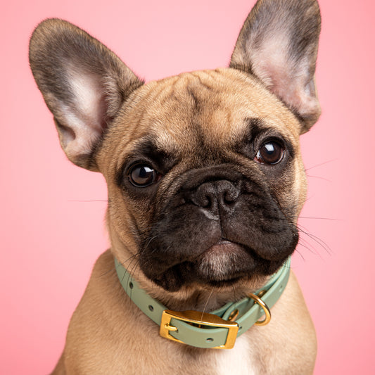 Collier | Chiot