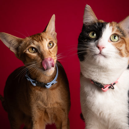 Collier | Chat