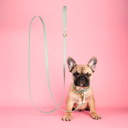 Kit chiot
